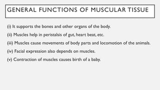 GENERAL FUNCTIONS OF MUSCULAR TISSUE
(i) It supports the bones and other organs of the body.
(ii) Muscles help in peristalsis of gut, heart beat, etc.
(iii) Muscles cause movements of body parts and locomotion of the animals.
(iv) Facial expression also depends on muscles.
(v) Contraction of muscles causes birth of a baby.
 
