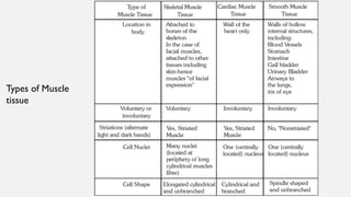 Types of Muscle
tissue
 