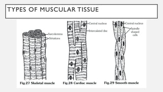 TYPES OF MUSCULAR TISSUE
 