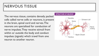 NERVOUS TISSUE
The nervous tissue, contains densely packed
cells called nerve cells or neurons, is present
in the brain, spinal cord and nerves.The
neurons are specialised for conduction of
nerve impulses.They receive stimuli from
within or outside the body and conduct
impulses (signals) which travel from one
neuron to another neuron.
 