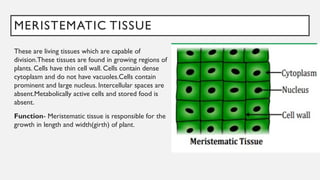 MERISTEMATIC TISSUE
These are living tissues which are capable of
division.These tissues are found in growing regions of
plants. Cells have thin cell wall. Cells contain dense
cytoplasm and do not have vacuoles.Cells contain
prominent and large nucleus. Intercellular spaces are
absent.Metabolically active cells and stored food is
absent.
Function- Meristematic tissue is responsible for the
growth in length and width(girth) of plant.
 