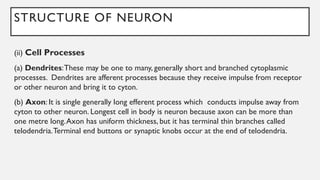 STRUCTURE OF NEURON
(ii) Cell Processes
(a) Dendrites:These may be one to many, generally short and branched cytoplasmic
processes. Dendrites are afferent processes because they receive impulse from receptor
or other neuron and bring it to cyton.
(b) Axon: It is single generally long efferent process which conducts impulse away from
cyton to other neuron. Longest cell in body is neuron because axon can be more than
one metre long.Axon has uniform thickness, but it has terminal thin branches called
telodendria.Terminal end buttons or synaptic knobs occur at the end of telodendria.
 