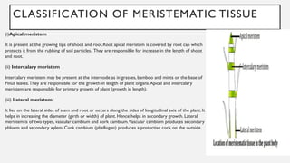 CLASSIFICATION OF MERISTEMATIC TISSUE
(i)Apical meristem
It is present at the growing tips of shoot and root.Root apical meristem is covered by root cap which
protects it from the rubbing of soil particles. They are responsible for increase in the length of shoot
and root.
(ii) Intercalary meristem
Intercalary meristem may be present at the internode as in grasses, bamboo and mints or the base of
Pinus leaves.They are responsible for the growth in length of plant organs.Apical and intercalary
meristem are responsible for primary growth of plant (growth in length).
(iii) Lateral meristem
It lies on the lateral sides of stem and root or occurs along the sides of longitudinal axis of the plant. It
helps in increasing the diameter (girth or width) of plant. Hence helps in secondary growth. Lateral
meristem is of two types, vascular cambium and cork cambium.Vascular cambium produces secondary
phloem and secondary xylem. Cork cambium (phellogen) produces a protective cork on the outside.
 