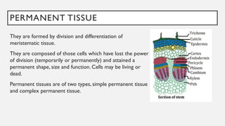 PERMANENT TISSUE
They are formed by division and differentiation of
meristematic tissue.
They are composed of those cells which have lost the power
of division (temporarily or permanently) and attained a
permanent shape, size and function. Cells may be living or
dead.
Permanent tissues are of two types, simple permanent tissue
and complex permanent tissue.
 