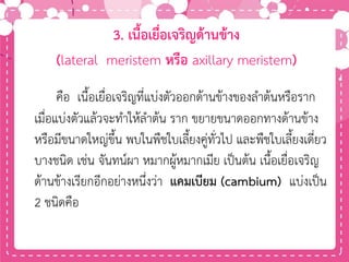 3. เนื้อเยื่อเจริญด้านข้าง
(lateral meristem หรือ axillary meristem)
คือ เนื้อเยื่อเจริญที่แบ่งตัวออกด้านข้างของลาต้นหรือราก
เมื่อแบ่งตัวแล้วจะทาให้ลาต้น ราก ขยายขนาดออกทางด้านข้าง
หรือมีขนาดใหญ่ขึ้น พบในพืชใบเลี้ยงคู่ทั่วไป และพืชใบเลี้ยงเดี่ยว
บางชนิด เช่น จันทน์ผา หมากผู้หมากเมีย เป็นต้น เนื้อเยื่อเจริญ
ด้านข้างเรียกอีกอย่างหนึ่งว่า แคมเบียม (cambium) แบ่งเป็น
2 ชนิดคือ
 