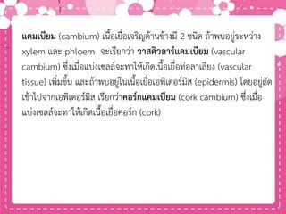 แคมเบียม (cambium) เนื้อเยื่อเจริญด้านข้างมี 2 ชนิด ถ้าพบอยู่ระหว่าง
xylem และ phloem จะเรียกว่า วาสคิวลาร์แคมเบียม (vascular
cambium) ซึ่งเมื่อแบ่งเซลล์จะทาให้เกิดเนื้อเยื่อท่อลาเลียง (vascular
tissue) เพิ่มขึ้น และถ้าพบอยู่ในเนื้อเยื่อเอพิเดอร์มิส (epidermis) โดยอยู่ถัด
เข้าไปจากเอพิเดอร์มิส เรียกว่าคอร์กแคมเบียม (cork cambium) ซึ่งเมื่อ
แบ่งเซลล์จะทาให้เกิดเนื้อเยื่อคอร์ก (cork)
 