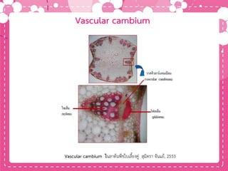 Vascular cambium
Vascular cambium ในลาต้นพืชใบเลี้ยงคู่ สุมิตรา จันแย้, 2553
 