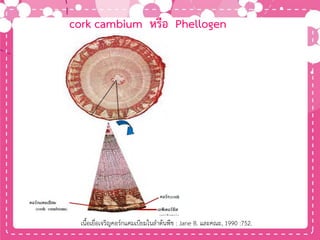 cork cambium หรือ Phellogen
เนื้อเยื่อเจริญคอร์กแคมเบียมในลาต้นพืช : Jane B. และคณะ, 1990 :752.
 