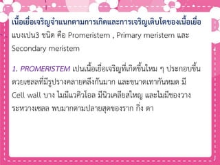 เนื้อเยื่อเจริญจาแนกตามการเกิดและการเจริญเติบโตของเนื้อเยื่อ
แบงเปน3 ชนิด คือ Promeristem , Primary meristem และ
Secondary meristem
1. PROMERISTEM เปนเนื้อเยื่อเจริญที่เกิดขึ้นใหม ๆ ประกอบขึ้น
ดวยเซลลที่มีรูปรางคลายคลึงกันมาก และขนาดเทากันหมด มี
Cell wall บาง ไมมีแวคิวโอล มีนิวเคลียสใหญ และไมมีชองวาง
ระหวางเซลล พบมากตามปลายสุดของราก กิ่ง ตา
 