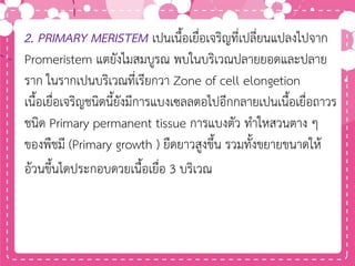 2. PRIMARY MERISTEM เปนเนื้อเยื่อเจริญที่เปลี่ยนแปลงไปจาก
Promeristem แตยังไมสมบูรณ พบในบริเวณปลายยอดและปลาย
ราก ในรากเปนบริเวณที่เรียกวา Zone of cell elongetion
เนื้อเยื่อเจริญชนิดนี้ยังมีการแบงเซลลตอไปอีกกลายเปนเนื้อเยื่อถาวร
ชนิด Primary permanent tissue การแบงตัว ทาใหสวนตาง ๆ
ของพืชมี (Primary growth ) ยืดยาวสูงขึ้น รวมทั้งขยายขนาดให้
อ้วนขึ้นไดประกอบดวยเนื้อเยื่อ 3 บริเวณ
 