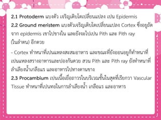 2.1 Protoderm แบงตัว เจริญเติบโตเปลี่ยนแปลง เปน Epidermis
2.2 Ground meristem แบงตัวเจริญเติบโตเปลี่ยนแปลง Cortex ซึ่งอยูถัด
จาก epidermis เขาไปขางใน และยังจะไปเปน Pith และ Pith ray
(ในลาตน) อีกดวย
- Cortex ทาหนาที่เปนแหลงสะสมอาหาร และขณะที่ยังออนอยูก็ทาหนาที่
เปนแหลงสรางอาหารและปองกันดวย สวน Pith และ Pith ray ยังทาหนาที่
ลาเลียงน้าเกลือแร และอาหารไปทางดานขาง
2.3 Procambium เปนเนื้อเยื่อถาวรในบริเวณชั้นในสุดที่เรียกวา Vascular
Tissue ทาหนาที่เปนทอในการลาเลียงน้า เกลือแร และอาหาร
 