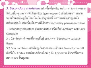 3. Secondary meristem เปนเนื้อเยื่อเจริญ พบในราก และลาตนของ
พืชใบเลี้ยงคู และพวกจิมโนสเปรม (gymnosperm) เมื่อมันตองการขยาย
ขนาดใหอวนใหญขึ้น โดยเนื้อเยื่อเจริญชนิดนี้ มีการแบงตัวเจริญเติบโต
เปลี่ยนแปลงไปเปนเนื้อเยื่อถาวรที่เรียกวา Secondary permanent tissue
- Secondary meristem ประกอบดวย 2 ชนิด คือ Cambium และ Cork
Cambium
3.1 Cambium ทาหนาที่สรางเนื้อเยื่อถาวรพวก Secondary vascular
tissue
3.2 Cork cambium สวนใหญเกิดจากการแบงตัวของ Parenchyma cell
เกิดขึ้นใน Cortex ของลาตนบริเวณใกล ๆ กับ Epidermis มีหนาที่ในการ
สราง Cork ขึ้นหุมตน
 