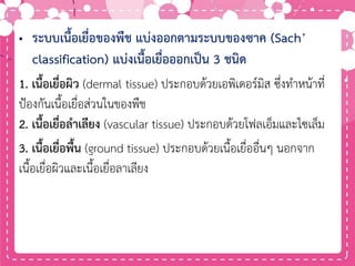 • ระบบเนื้อเยื่อของพืช แบ่งออกตามระบบของซาค (Sach’
classification) แบ่งเนื้อเยื่อออกเป็น 3 ชนิด
1. เนื้อเยื่อผิว (dermal tissue) ประกอบด้วยเอพิเดอร์มิส ซึ่งทาหน้าที่
ป้องกันเนื้อเยื่อส่วนในของพืช
2. เนื้อเยื่อลาเลียง (vascular tissue) ประกอบด้วยโฟลเอ็มและไซเล็ม
3. เนื้อเยื่อพื้น (ground tissue) ประกอบด้วยเนื้อเยื่ออื่นๆ นอกจาก
เนื้อเยื่อผิวและเนื้อเยื่อลาเลียง
 