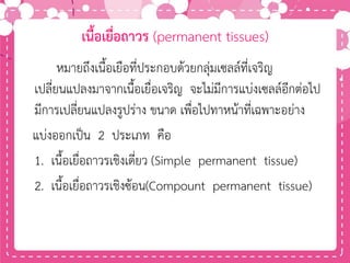 เนื้อเยื่อถาวร (permanent tissues)
หมายถึงเนื้อเยือที่ประกอบด้วยกลุ่มเซลล์ที่เจริญ
เปลี่ยนแปลงมาจากเนื้อเยื่อเจริญ จะไม่มีการแบ่งเซลล์อีกต่อไป
มีการเปลี่ยนแปลงรูปร่าง ขนาด เพื่อไปทาหน้าที่เฉพาะอย่าง
แบ่งออกเป็น 2 ประเภท คือ
1. เนื้อเยื่อถาวรเชิงเดี่ยว (Simple permanent tissue)
2. เนื้อเยื่อถาวรเชิงซ้อน(Compount permanent tissue)
 