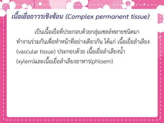 เนื้อเยื่อถาวรเชิงซ้อน (Complex permanent tissue)
เป็นเนื้อเยื่อที่ประกอบด้วยกลุ่มเซลล์หลายชนิดมา
ทางานร่วมกันเพื่อทาหน้าที่อย่างเดียวกัน ได้แก่ เนื้อเยื่อลาเลียง
(vascular tissue) ประกอบด้วย เนื้อเยื่อลาเลียงน้า
(xylem)และเนื้อเยื่อลาเลียงอาหาร(phloem)
 