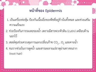 หน้าที่ของ Epidermis
1. เป็นเครื่องห่อหุ้ม ป้องกันเนื้อเยื่อของพืชที่อยู่ข้างในทั้งหมด และช่วยเสริม
ความแข็งแรง
2. ช่วยป้องกันการระเหยของน้า เพราะมีสารพวกคิวติน (cutin) เคลือบด้าน
นอกไว้
3. เซลล์คุมช่วยควบคุมการแลกเปลี่ยนก๊าซ CO2 , O2 และคายน้า
4. ขนรากช่วยในการดูดน้า และสารละลายแร่ธาตุผ่านทางขนราก
(root hair)
 