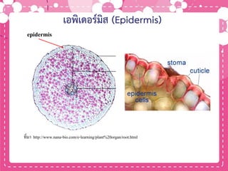 เอพิเดอร์มิส (Epidermis)
epidermis
ที่มา http://www.nana-bio.com/e-learning/plant%20organ/root.html
 