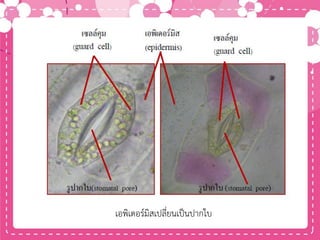 เอพิเดอร์มิสเปลี่ยนเป็นปากใบ
 