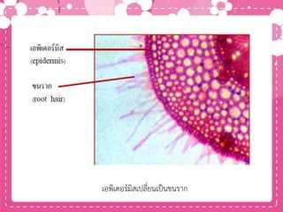 เอพิเดอร์มิสเปลี่ยนเป็นขนราก
 