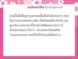เอนโดเดอร์มิส (Endodermis)
เปนเนื้อเยื่อที่อยูดานนอกของเนื้อเยื่อลาเลียงของราก เซลล
มีรูปรางคลายเซลลพาเรงคิมา ที่ผนังเซลลมีสารลิกนิน และ
ซูเบอริน มาพอกหนาทั้งทางดานรัศมีและดานขวาง มี
ลักษณะเปนแถบ เรียกวา แถบแคสพาเรียนสตริพ
(Casparianstrip) เซลลเรียงตัวกันแนนไมมีชองวาง
 