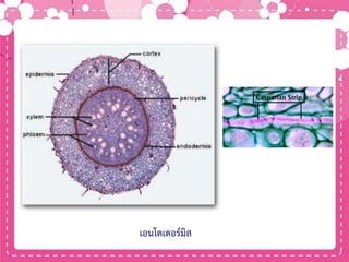 เอนโดเดอร์มิส
 