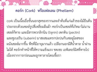 คอร์ก (Cork) หรือเฟลเลม (Phellem)
cork เป็นเนื้อเยื่อชั้นนอกสุดของรากและลาต้นที่แก่แล้วของไม้ยืนต้น
ประกอบด้วยเซลล์รูปสี่เหลี่ยมผืนผ้า คอร์กเป็นเซลล์ที่เกิดมาไม่นาน
เซลล์ก็ตาย และมีสารพวกลิกนิน (lignin) เพกติน (pectin)
และซูเบอริน (suberin) มาสะสมแทรกปะปนกับเซลลูโลสของ
ผนังเซลล์มากขึ้น พืชที่มีอายุมากแล้ว เปลือกนอกมีสีน้าตาล น้าผ่าน
ไม่ได้ คอร์กทาหน้าที่ให้ความแข็งแรง ชดเชย เอพิเดอร์มิสที่หายไป
เนื่องจากการกร่อนและถูกทาลายโดยเชื้อรา
 