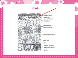 Cork
 