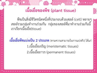 เนื้อเยื่อของพืช (plant tissue)
พืชเป็นสิ่งมีชีวิตชนิดหนึ่งที่ประกอบด้วยเซลล์ (cell) หลายๆ
เซลล์รวมกลุ่มทางานร่วมกัน กลุ่มของเซลล์ที่มาทางานร่วมกันนี้
เราเรียกเนื้อเยื่อ(tissue)
เนื้อเยื่อพืชแบ่งเป็น 2 ประเภท (ตามความสามารถในการแบ่งตัว) ได้แก่
1.เนื้อเยื่อเจริญ (meristematic tissues)
2.เนื้อเยื่อถาวร (permanent tissues)
 