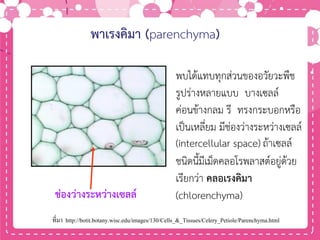 พาเรงคิมา (parenchyma)
พบได้แทบทุกส่วนของอวัยวะพืช
รูปร่างหลายแบบ บางเซลล์
ค่อนข้างกลม รี ทรงกระบอกหรือ
เป็นเหลี่ยม มีช่องว่างระหว่างเซลล์
(intercellular space) ถ้าเซลล์
ชนิดนี้มีเม็ดคลอโรพลาสต์อยู่ด้วย
เรียกว่า คลอเรงคิมา
(chlorenchyma)ช่องว่างระหว่างเซลล์
ที่มา http://botit.botany.wisc.edu/images/130/Cells_&_Tissues/Celery_Petiole/Parenchyma.html
 