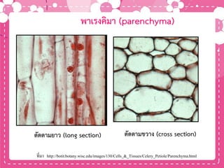 ตัดตามยาว (long section) ตัดตามขวาง (cross section)
พาเรงคิมา (parenchyma)
ที่มา http://botit.botany.wisc.edu/images/130/Cells_&_Tissues/Celery_Petiole/Parenchyma.html
 