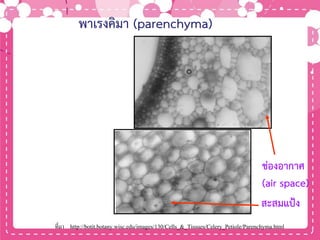 พาเรงคิมา (parenchyma)
ช่องอากาศ
(air space)
สะสมแป้ง
ที่มา http://botit.botany.wisc.edu/images/130/Cells_&_Tissues/Celery_Petiole/Parenchyma.html
 