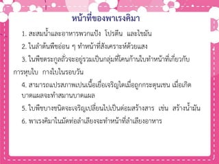 หน้าที่ของพาเรงคิมา
1. สะสมน้าและอาหารพวกแป้ง โปรตีน และไขมัน
2. ในลาต้นพืชอ่อน ๆ ทาหน้าที่สังเคราะห์ด้วยแสง
3. ในพืชตระกูลถั่วจะอยู่รวมเป็นกลุ่มที่โคนก้านใบทาหน้าที่เกี่ยวกับ
การหุบใบ กางใบในรอบวัน
4. สามารถแปรสภาพเปนเนื้อเยื่อเจริญไดเมื่อถูกกระตุนเชน เมื่อเกิด
บาดแผลจะทาสมานบาดแผล
5. ใบพืชบางชนิดจะเจริญเปลี่ยนไปเป็นต่อมสร้างสาร เช่น สร้างน้ามัน
6. พาเรงคิมาในมัดท่อลาเลียงจะทาหน้าที่ลาเลียงอาหาร
 