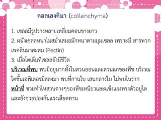 คอลเลงคิมา (collenchyma)
1. เซลลมีรูปรางหลายเหลี่ยมคอนขางยาว
2. ผนังเซลลหนาไมสม่าเสมอมักหนาตามมุมเซลล เพราะมี สารพวก
เพคตินมาสะสม (Pectin)
3. เมื่อโตเต็มที่เซลลยังมีชีวิต
บริเวณที่พบ พบมีอยูมากทั้งในสวนออนและสวนแกของพืช บริเวณ
ใตชั้นเอพิเดอรมิสลงมา พบที่กานใบ เสนกลางใบ ไม่พบในราก
หน้าที่ ชวยทาใหสวนตางๆของพืชเหนียวและแข็งแรงทรงตัวอยูได
และยังชวยปองกันแรงเสียดทาน
 
