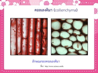 คอลเลงคิมา (collenchyma)
ลักษณะของคอลเลงคิมา
ที่มา http://www.science.smith.
 