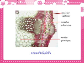 คอลเลงคิมาในลาต้น
 