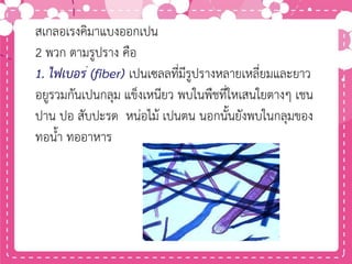 สเกลอเรงคิมาแบงออกเปน
2 พวก ตามรูปราง คือ
1. ไฟเบอร (fiber) เปนเซลลที่มีรูปรางหลายเหลี่ยมและยาว
อยูรวมกันเปนกลุม แข็งเหนียว พบในพืชที่ใหเสนใยตางๆ เชน
ปาน ปอ สับปะรด หน่อไม้ เปนตน นอกนั้นยังพบในกลุมของ
ทอน้า ทออาหาร
 