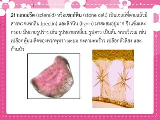 2) สเกลอรีด (sclereid) หรือเซลล์หิน (stone cell) เป็นเซลล์ที่ตายแล้วมี
สารพวกเพกติน (pectin) และลิกนิน (lignin) มาสะสมอยู่มาก จึงแข็งและ
กรอบ มีหลายรูปร่าง เช่น รูปหลายเหลี่ยม รูปดาว เป็นต้น พบบริเวณ เช่น
เปลือกหุ้มเมล็ดของพวกพุทรา มะยม กะลามะพร้าว เปลือกถั่วลิสง และ
ก้านบัว
 