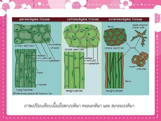 ภาพเปรียบเทียบเนื้อเยื่อพาเรงคิมา คอลเลงคิมา และ สเกลอเรงคิมา
 