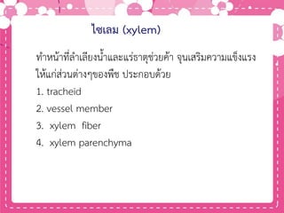ไซเลม (xylem)
ทาหน้าที่ลาเลียงน้าและแร่ธาตุช่วยค้า จุนเสริมความแข็งแรง
ให้แก่ส่วนต่างๆของพืช ประกอบด้วย
1. tracheid
2. vessel member
3. xylem fiber
4. xylem parenchyma
 
