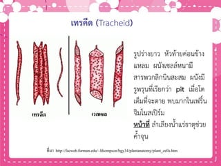 รูปร่างยาว หัวท้ายค่อนข้าง
แหลม ผนังเซลล์หนามี
สารพวกลิกนินสะสม ผนังมี
รูพรุนที่เรียกว่า pit เมื่อโต
เต็มที่จะตาย พบมากในเฟริ์น
จิมโนสเปิร์ม
หน้าที่ ลาเลียงน้าแร่ธาตุช่วย
ค้าจุน
เทรคีด (Tracheid)
ที่มา http://facweb.furman.edu/~lthompson/bgy34/plantanatomy/plant_cells.htm
 