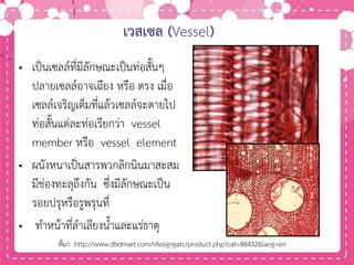 เวสเซล (Vessel)
• เป็นเซลล์ที่มีลักษณะเป็นท่อสั้นๆ
ปลายเซลล์อาจเฉียง หรือ ตรง เมื่อ
เซลล์เจริญเต็มที่แล้วเซลล์จะตายไป
ท่อสั้นแต่ละท่อเรียกว่า vessel
member หรือ vessel element
• ผนังหนาเป็นสารพวกลิกนินมาสะสม
มีช่องทะลุถึงกัน ซึ่งมีลักษณะเป็น
รอยปรุหรือรูพรุนที่
• ทาหน้าที่ลาเลียงน้าและแร่ธาตุ
ที่มา http://www.dbdmart.com/lifesigngatc/product.php?cat=88432&lang=en
 