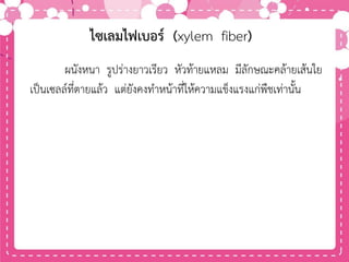 ผนังหนา รูปร่างยาวเรียว หัวท้ายแหลม มีลักษณะคล้ายเส้นใย
เป็นเซลล์ที่ตายแล้ว แต่ยังคงทาหน้าที่ให้ความแข็งแรงแก่พืชเท่านั้น
ไซเลมไฟเบอร์ (xylem fiber)
 