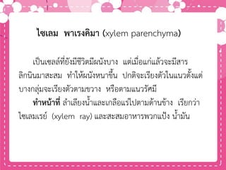 ไซเลม พาเรงคิมา (xylem parenchyma)
เป็นเซลล์ที่ยังมีชีวิตมีผนังบาง แต่เมื่อแก่แล้วจะมีสาร
ลิกนินมาสะสม ทาให้ผนังหนาขึ้น ปกติจะเรียงตัวในแนวตั้งแต่
บางกลุ่มจะเรียงตัวตามขวาง หรือตามแนวรัศมี
ทาหน้าที่ ลาเลียงน้าและเกลือแร่ไปตามด้านข้าง เรียกว่า
ไซเลมเรย์ (xylem ray) และสะสมอาหารพวกแป้ง น้ามัน
 