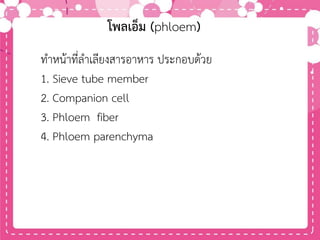 โพลเอ็ม (phloem)
ทาหน้าที่ลาเลียงสารอาหาร ประกอบด้วย
1. Sieve tube member
2. Companion cell
3. Phloem fiber
4. Phloem parenchyma
 