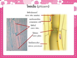 โพลเอ็ม (phloem)
 