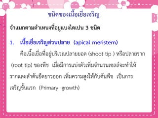 ชนิดของเนื้อเยื่อเจริญ
1. เนื้อเยื่อเจริญส่วนปลาย (apical meristem)
คือเนื้อเยื่อที่อยู่บริเวณปลายยอด (shoot tip ) หรือปลายราก
(root tip) ของพืช เมื่อมีการแบ่งตัวเพิ่มจานวนเซลล์จะทาให้
รากและลาต้นยืดยาวออก เพิ่มความสูงให้กับต้นพืช เป็นการ
เจริญขั้นแรก (Primary growth)
จาแนกตามตาเหนงที่อยูแบงไดเปน 3 ชนิด
 