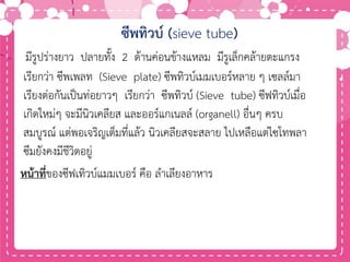 ซีพทิวบ์ (sieve tube)
มีรูปร่างยาว ปลายทั้ง 2 ด้านค่อนข้างแหลม มีรูเล็กคล้ายตะแกรง
เรียกว่า ซีพเพลท (Sieve plate) ซีพทิวบ์เมมเบอร์หลาย ๆ เซลล์มา
เรียงต่อกันเป็นท่อยาวๆ เรียกว่า ซีพทิวบ์ (Sieve tube) ซีฟทิวบ์เมื่อ
เกิดใหม่ๆ จะมีนิวเคลียส และออร์แกเนลล์ (organell) อื่นๆ ครบ
สมบูรณ์ แต่พอเจริญเต็มที่แล้ว นิวเคลียสจะสลาย ไปเหลือแต่ไซโทพลา
ซึมยังคงมีชีวิตอยู่
หน้าที่ของซีฟเทิวบ์แมมเบอร์ คือ ลาเลียงอาหาร
 