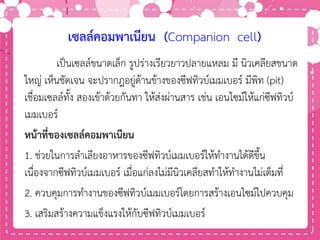 เซลล์คอมพาเนียน (Companion cell)
เป็นเซลล์ขนาดเล็ก รูปร่างเรียวยาวปลายแหลม มี นิวเคลียสขนาด
ใหญ่ เห็นชัดเจน จะปรากฎอยู่ด้านข้างของซีฟทิวบ์เมมเบอร์ มีพิท (pit)
เชื่อมเซลล์ทั้ง สองเข้าด้วยกันทา ให้ส่งผ่านสาร เช่น เอนไซม์ให้แก่ซีฟทิวบ์
เมมเบอร์
หน้าที่ของเซลล์คอมพาเนียน
1. ช่วยในการลาเลียงอาหารของซีฟทิวบ์เมมเบอร์ให้ทางานได้ดีขึ้น
เนื่องจากซีฟทิวบ์เมมเบอร์ เมื่อแก่ลงไม่มีนิวเคลียสทาให้ทางานไม่เต็มที่
2. ควบคุมการทางานของซีฟทิวบ์เมมเบอร์โดยการสร้างเอนไซม์ไปควบคุม
3. เสริมสร้างความแข็งแรงให้กับซีฟทิวบ์เมมเบอร์
 