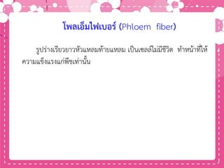 โพลเอ็มไฟเบอร์ (Phloem fiber)
รูปร่างเรียวยาวหัวแหลมท้ายแหลม เป็นเซลล์ไม่มีชีวิต ทาหน้าที่ให้
ความแข็งแรงแก่พืชเท่านั้น
 