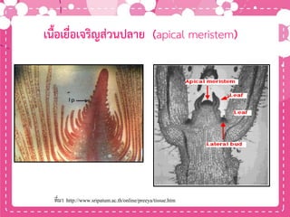 เนื้อเยื่อเจริญส่วนปลาย (apical meristem)
ที่มา http://www.sripatum.ac.th/online/preeya/tissue.htm
 